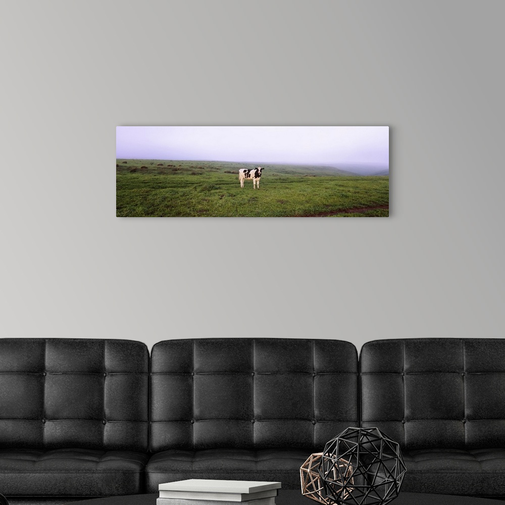 A modern room featuring Cow standing in a field, Point Reyes National Seashore, California