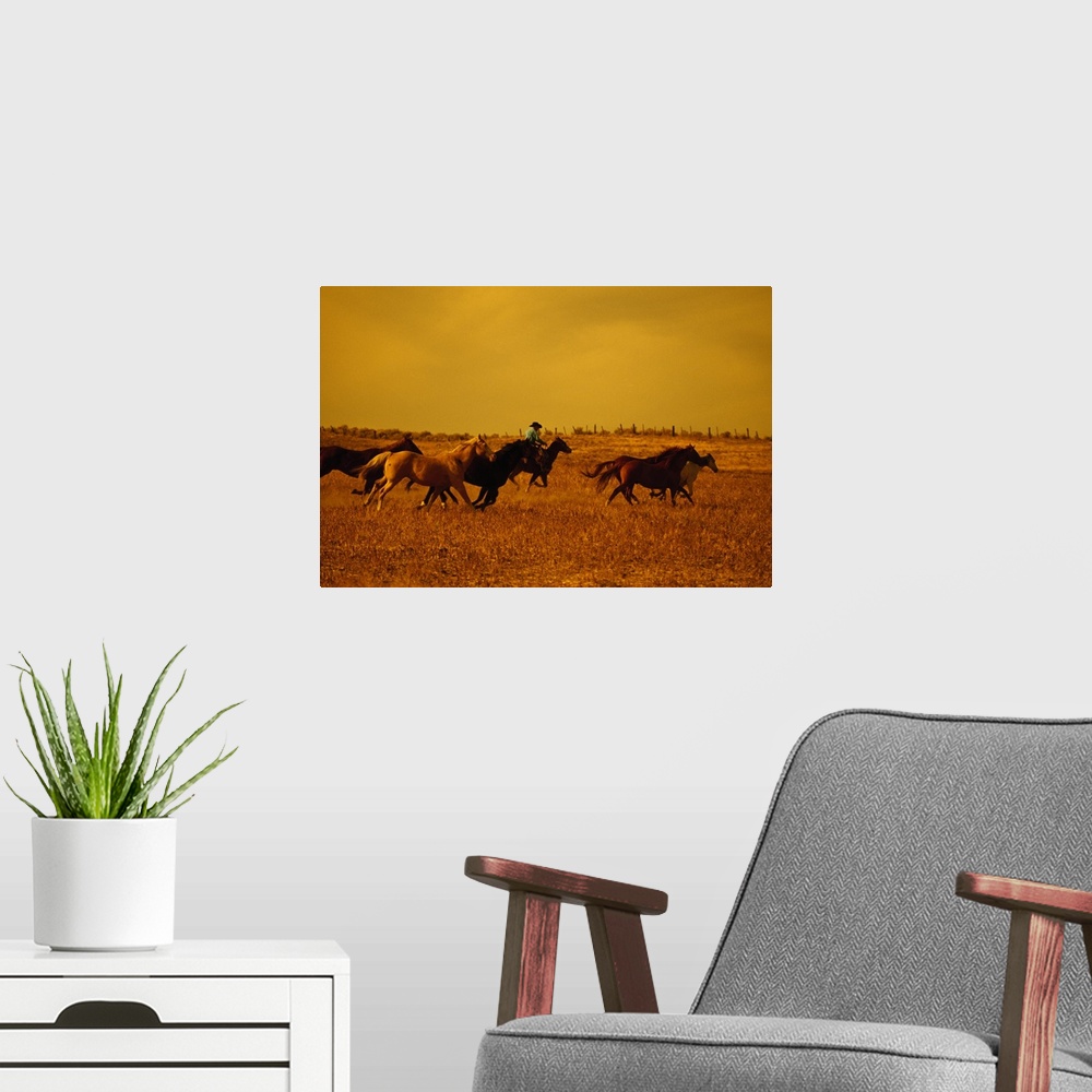 A modern room featuring This large piece is a photograph taken of a farmer herding many of its horses in a dry dusty fiel...