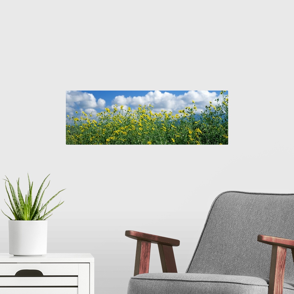 A modern room featuring Cowpen daisies in a field