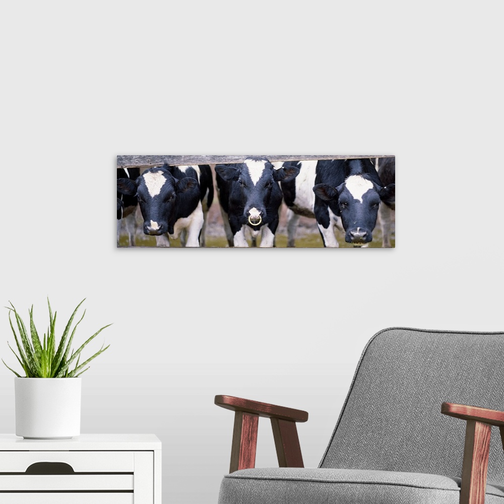 A modern room featuring Cows and Bull looking through a fence