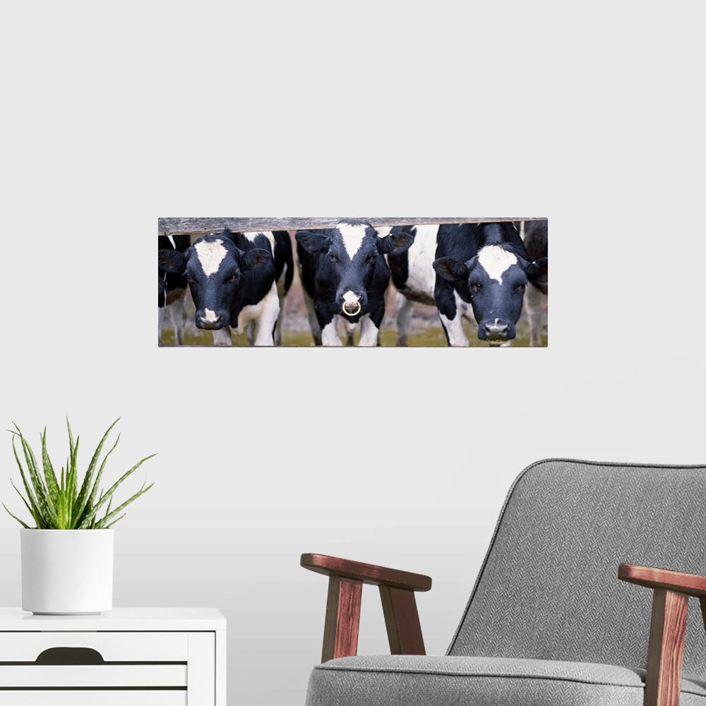 A modern room featuring Cows and Bull looking through a fence