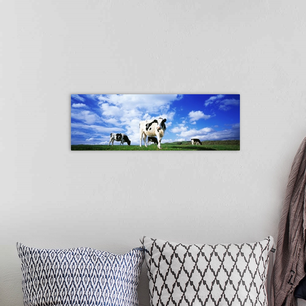 A bohemian room featuring Panoramic image of three cows in in a grassy field on a bright day in England.