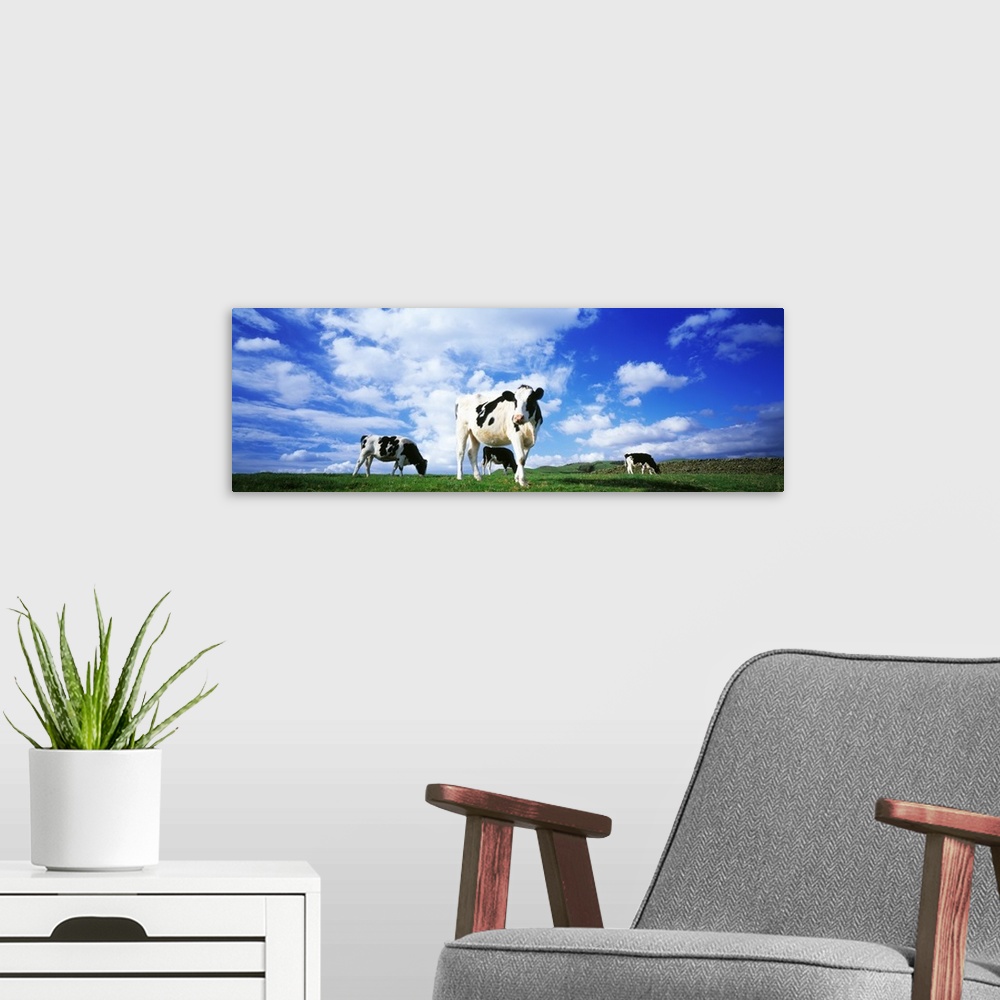 A modern room featuring Panoramic image of three cows in in a grassy field on a bright day in England.