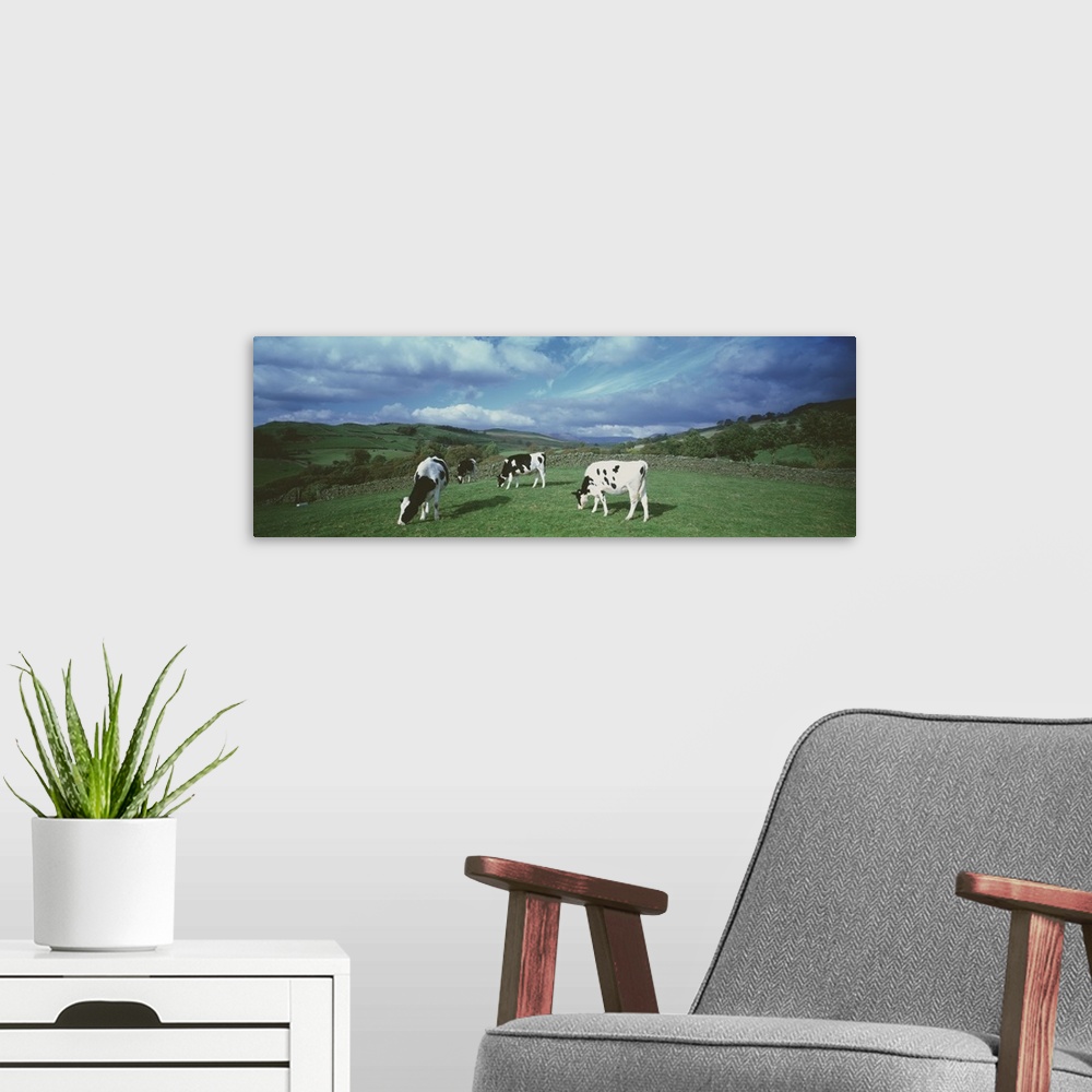 A modern room featuring Cows England