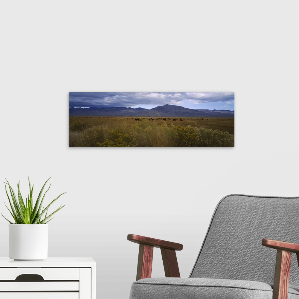 A modern room featuring Cows grazing in a field, Bishop, California