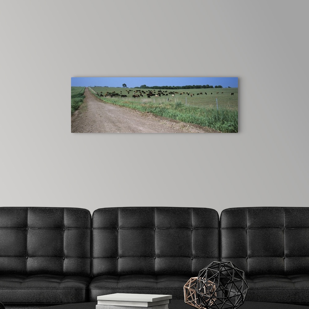 A modern room featuring Cows grazing in a field, Jackson County, Kansas