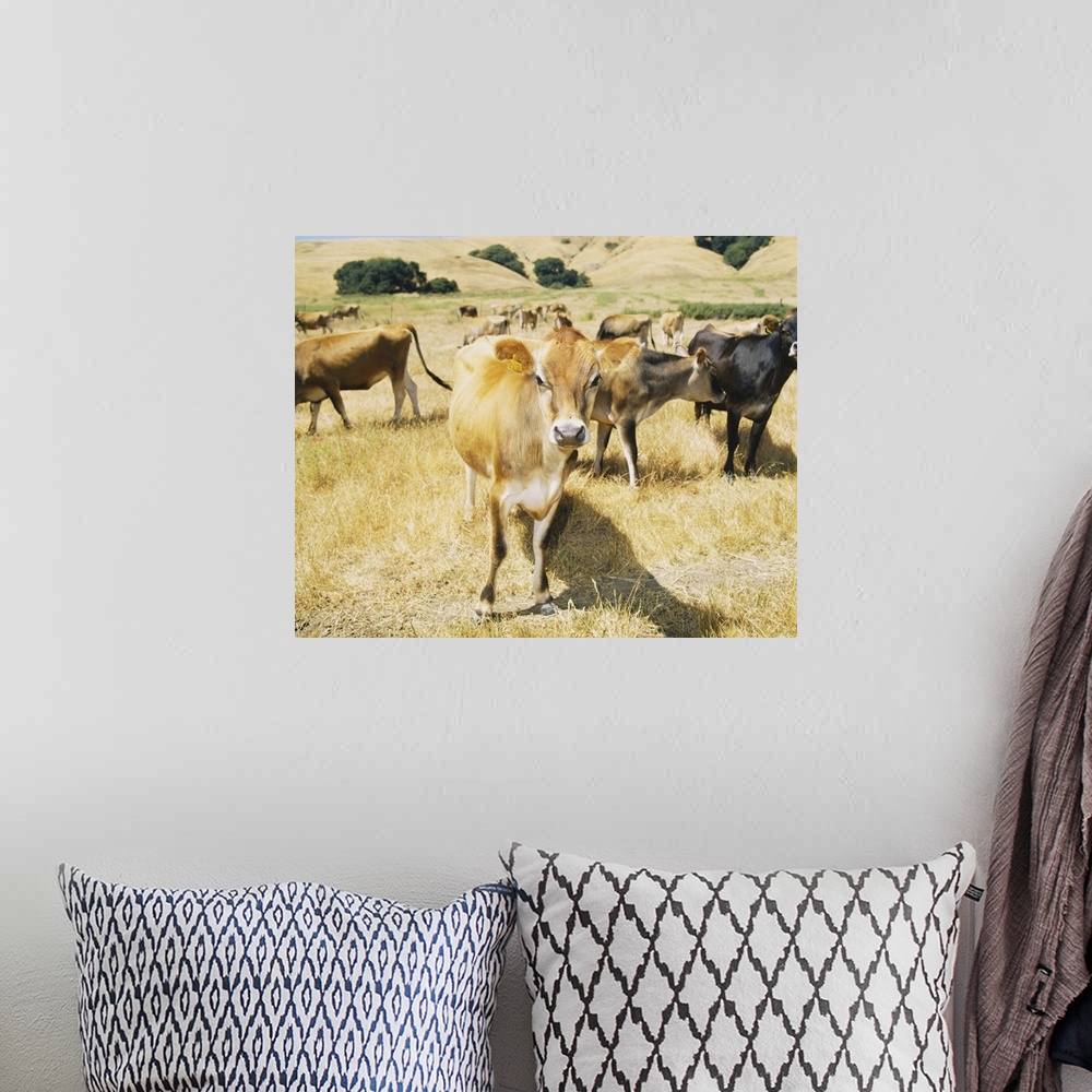 A bohemian room featuring Cows grazing in a field, Sonoma County, California