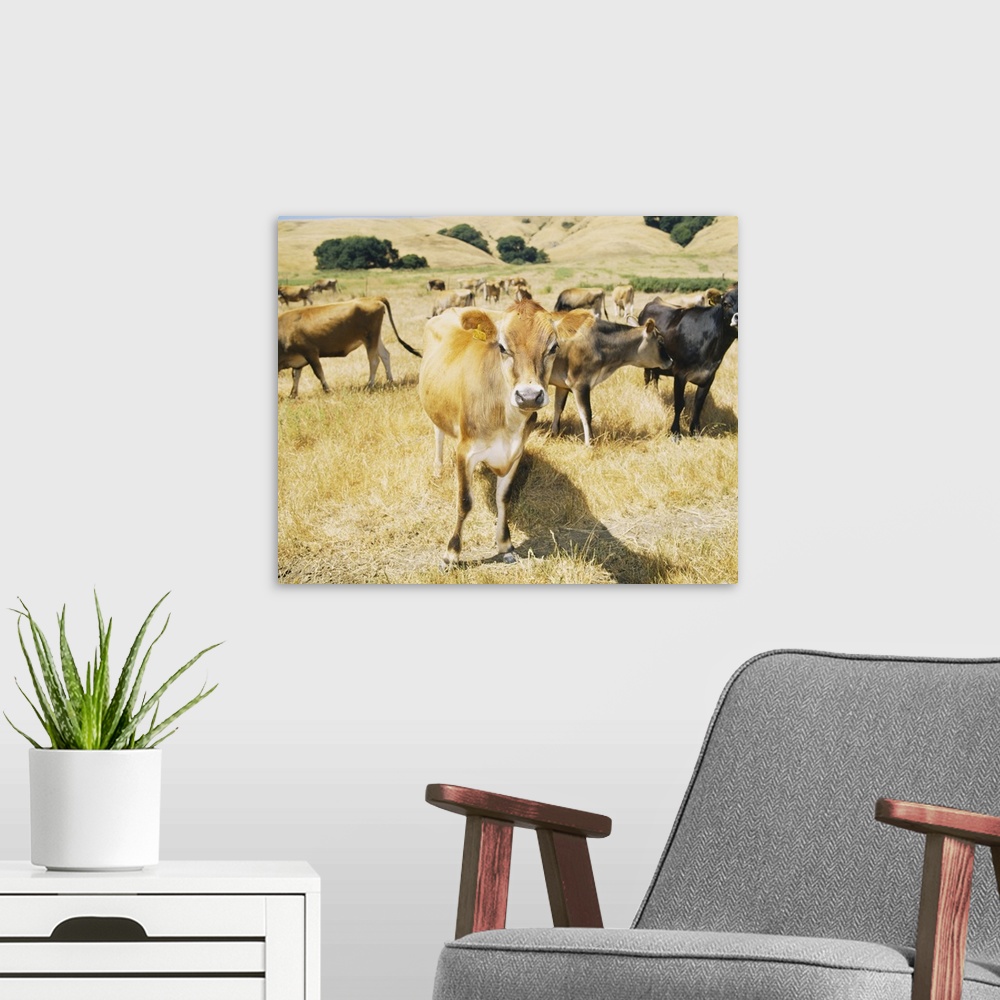 A modern room featuring Cows grazing in a field, Sonoma County, California