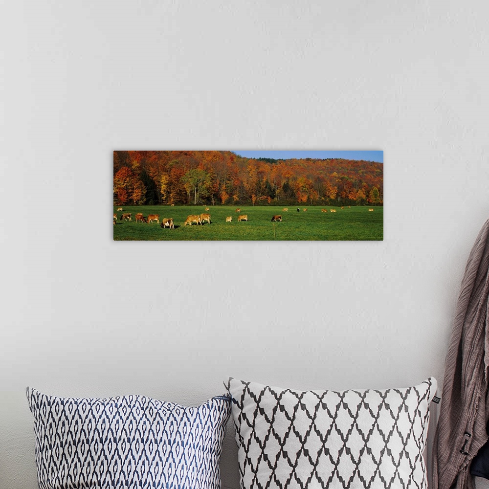 A bohemian room featuring Cows grazing on a pasture, Wilmington, Vermont, New England