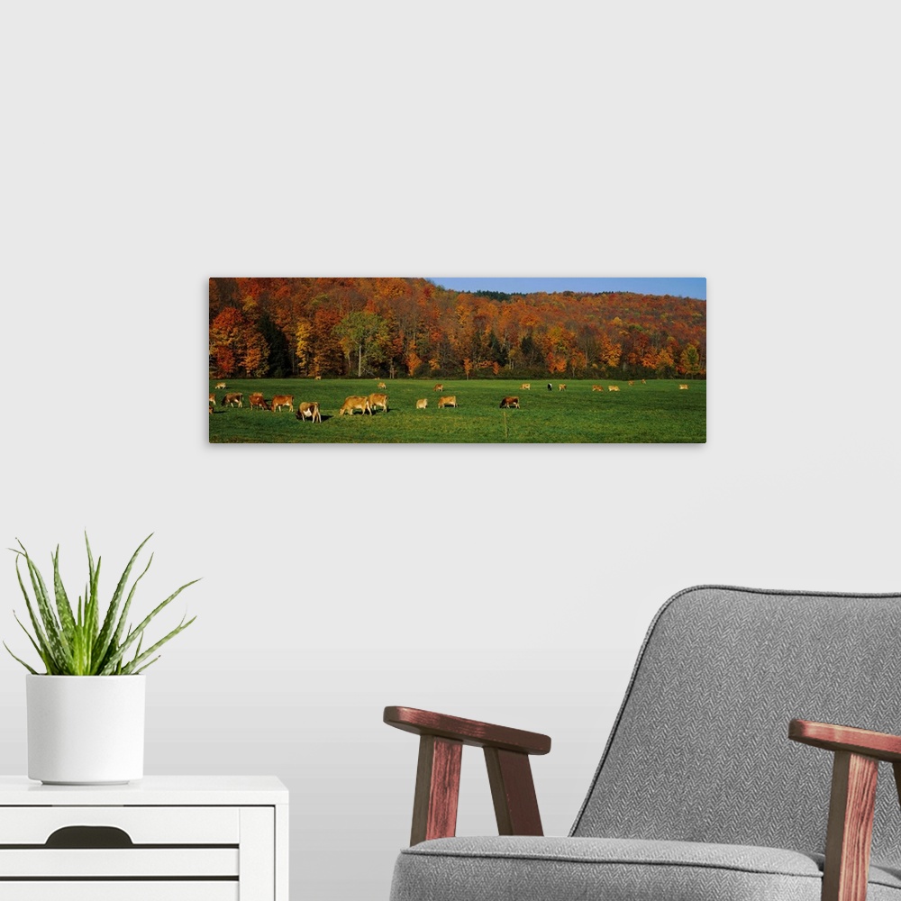 A modern room featuring Cows grazing on a pasture, Wilmington, Vermont, New England