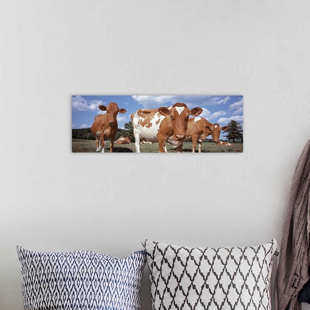 A bohemian room featuring Cows in a field Waupun Dodge County Wisconsin