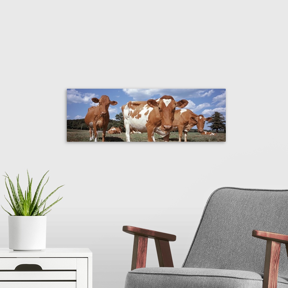 A modern room featuring Cows in a field Waupun Dodge County Wisconsin