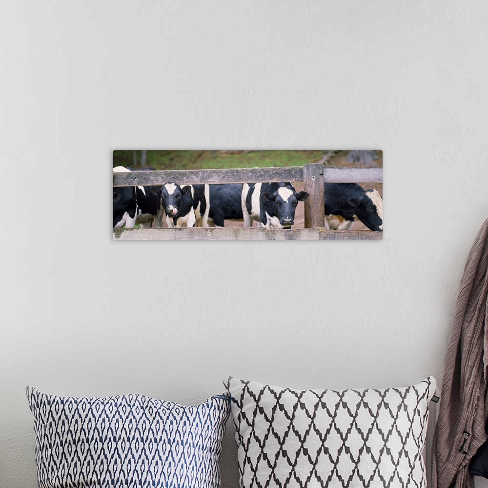 A bohemian room featuring Cows looking through a fence