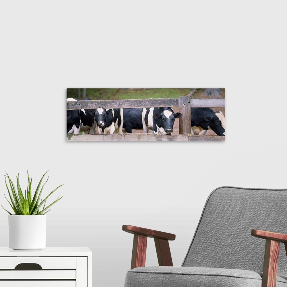 A modern room featuring Cows looking through a fence