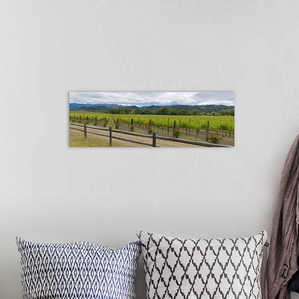 A bohemian room featuring Crop in a vineyard, Napa Valley, California