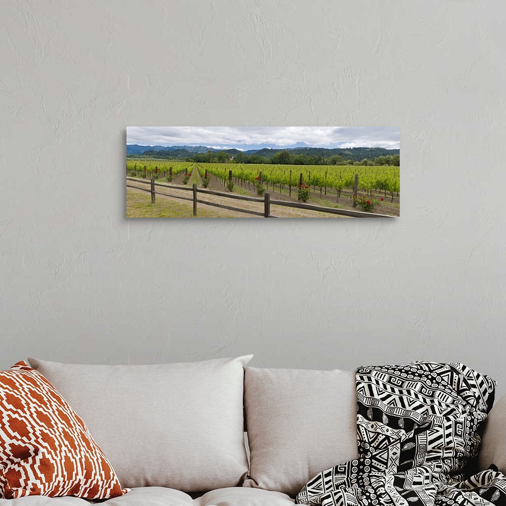A bohemian room featuring Crop in a vineyard, Napa Valley, California