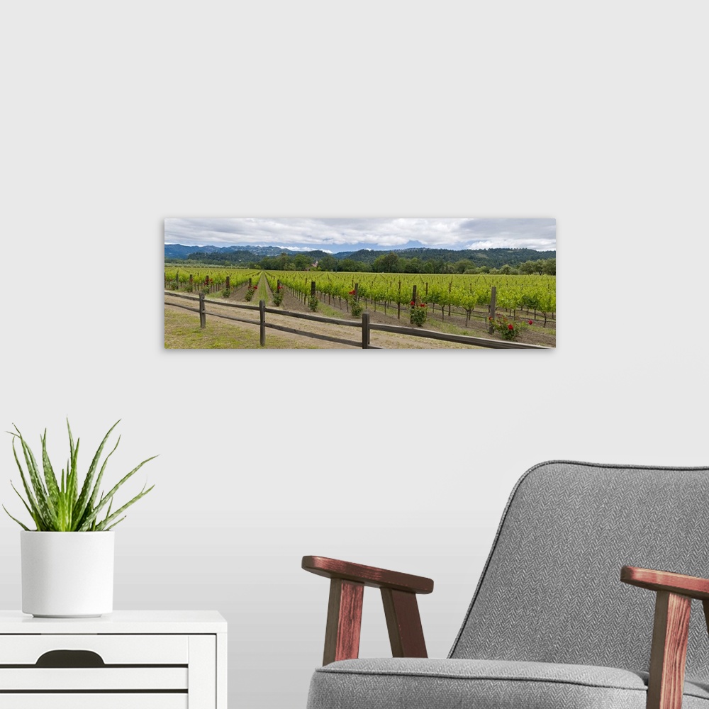 A modern room featuring Crop in a vineyard, Napa Valley, California
