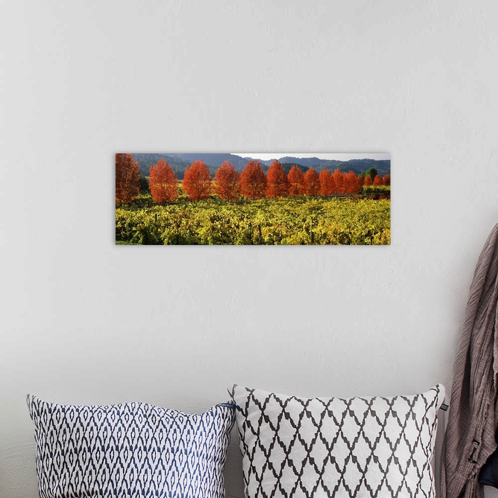 A bohemian room featuring Trees in autumn colors line the edge of a field of grape vines in a valley, ready to be harvested...