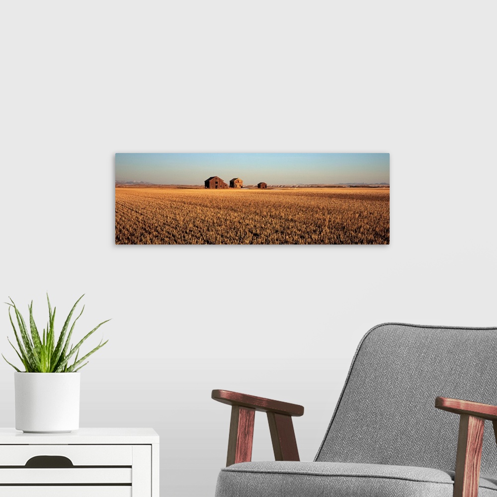 A modern room featuring Crops in a field, Hobson, Montana