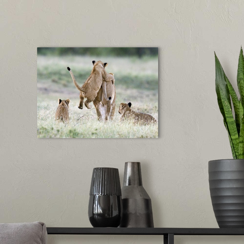 A modern room featuring Cub pounching on a his mother, Ngorongoro Crater, Tanzania (panthera leo)