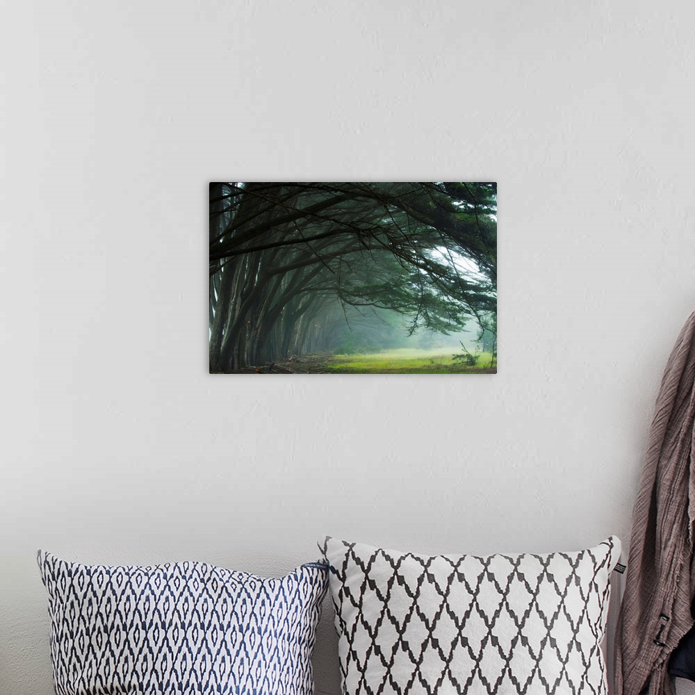 A bohemian room featuring Cypress trees at misty morning, Fort Bragg, California