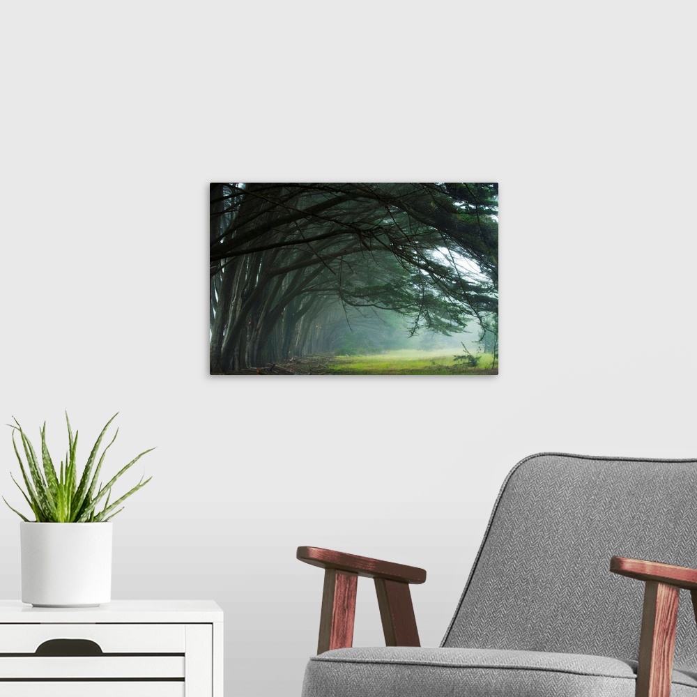 A modern room featuring Cypress trees at misty morning, Fort Bragg, California