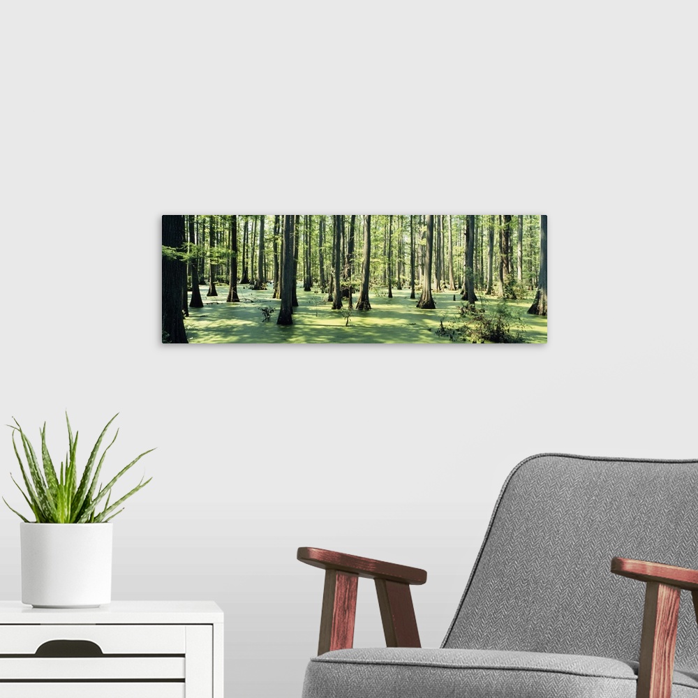 A modern room featuring Cypress trees in a forest Shawnee National Forest Illinois