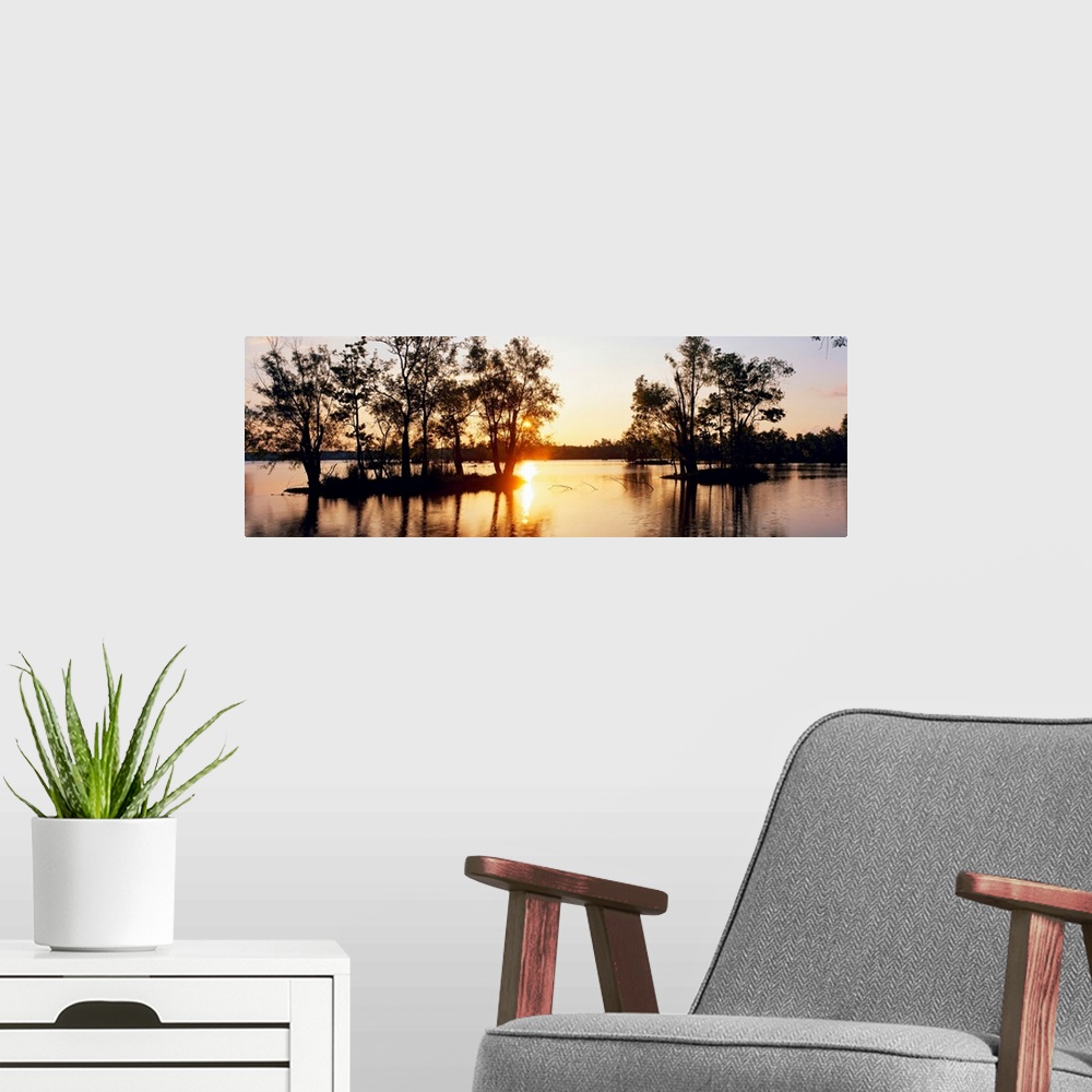 A modern room featuring Large horizontal photograph of cypress trees in a swamp in Louisianna (LA).