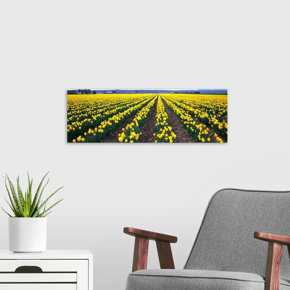 A modern room featuring Daffodils Skagit Valley WA