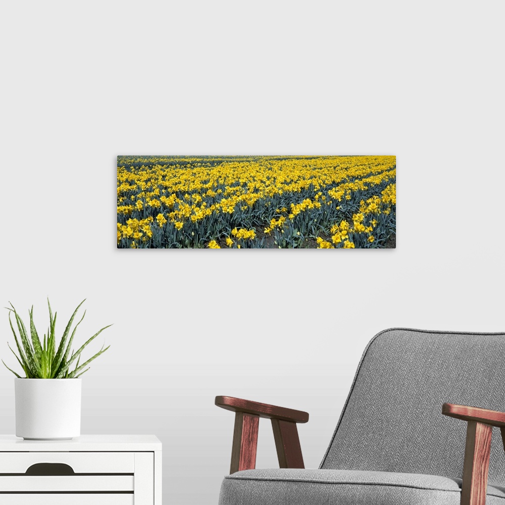 A modern room featuring Daffodils WA
