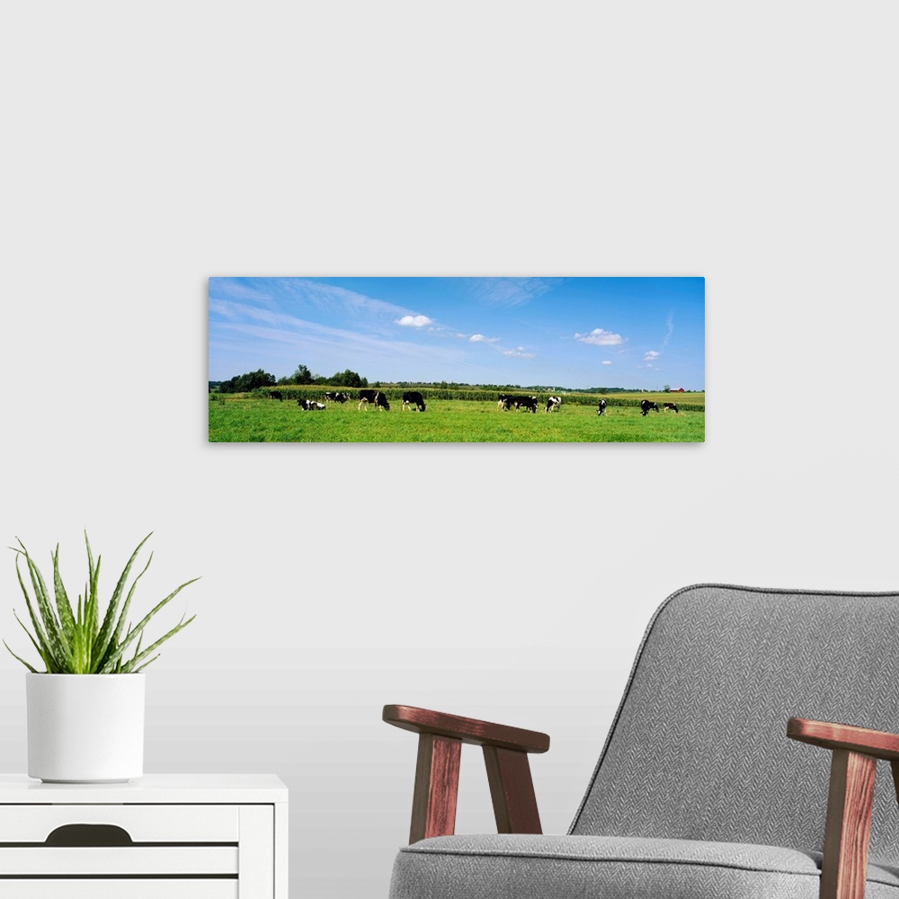 A modern room featuring Dairy Cattle