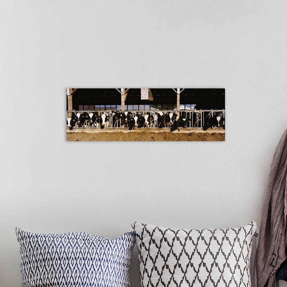 A bohemian room featuring Panoramic photograph taken of dairy cattle as their heads stick out of the milking parlor.