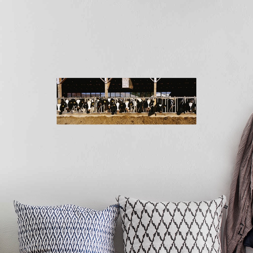 A bohemian room featuring Panoramic photograph taken of dairy cattle as their heads stick out of the milking parlor.