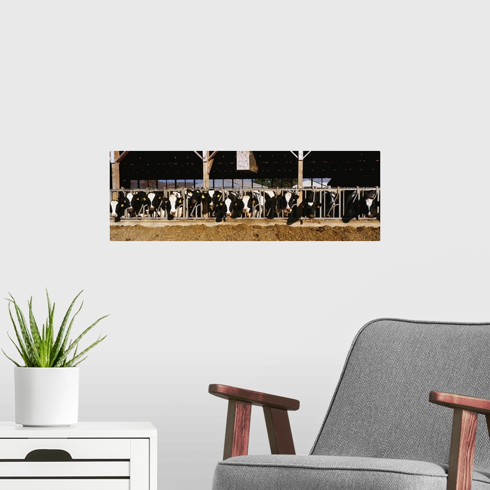A modern room featuring Panoramic photograph taken of dairy cattle as their heads stick out of the milking parlor.
