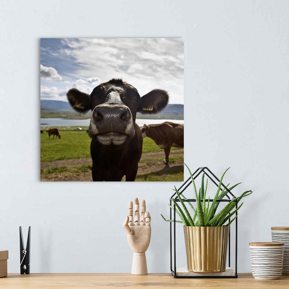 A bohemian room featuring Dairy cows, Western Iceland