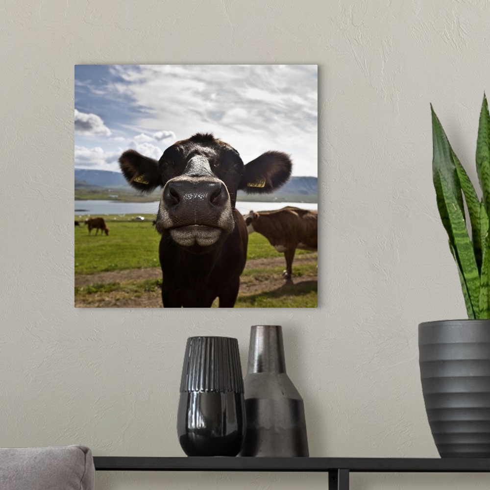 A modern room featuring Dairy cows, Western Iceland