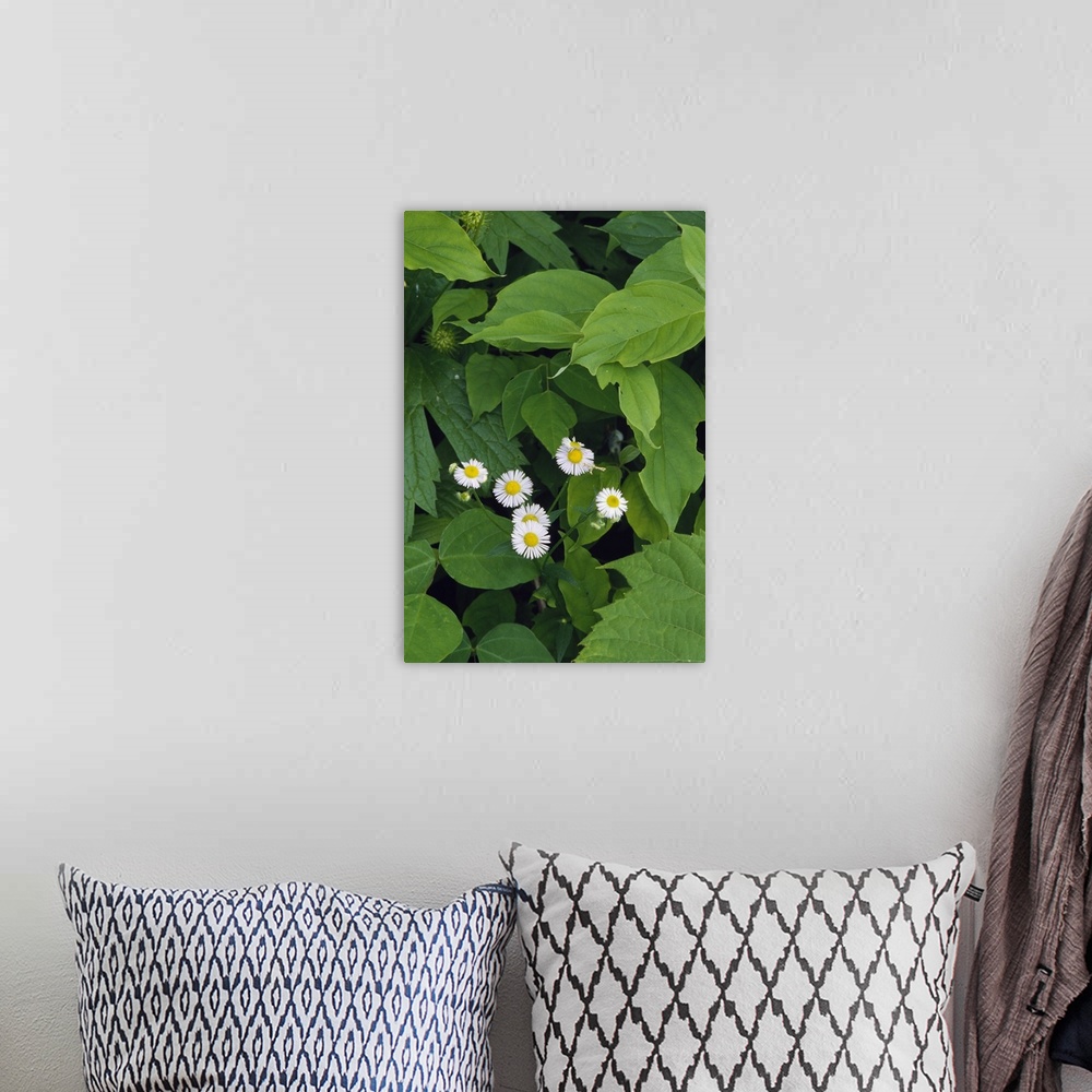 A bohemian room featuring Daisy fleabane flowers (Erigeron annuus) blooming, New York