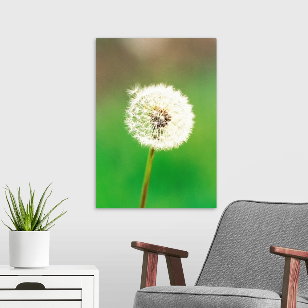 A modern room featuring Dandelion seeds, close-up view