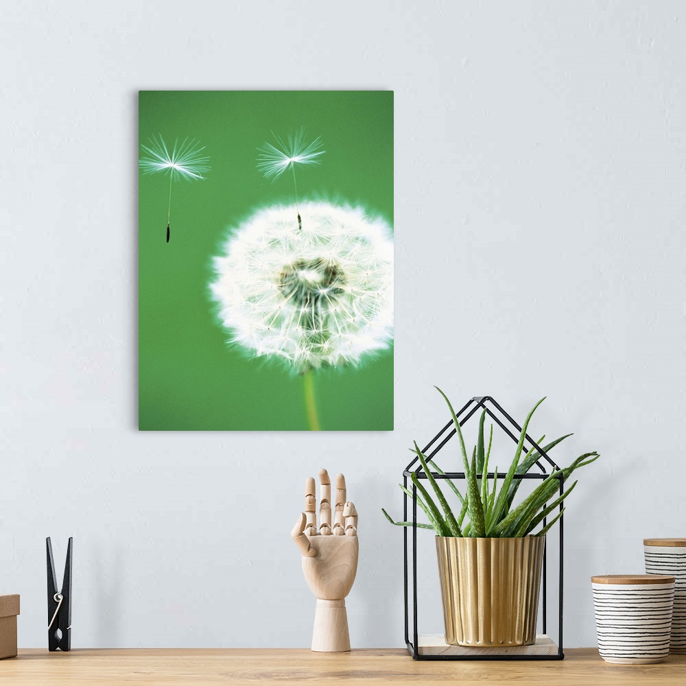 A bohemian room featuring Dandelion seeds flying, close-up view