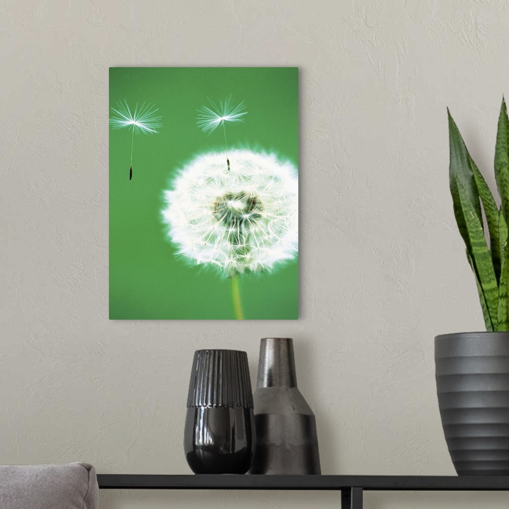 A modern room featuring Dandelion seeds flying, close-up view