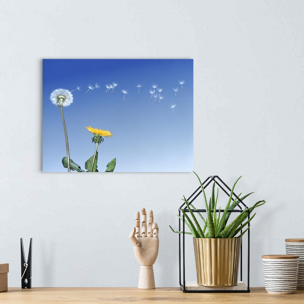 A bohemian room featuring Dandelion (Taraxacum officinale) seeds blowing in the air
