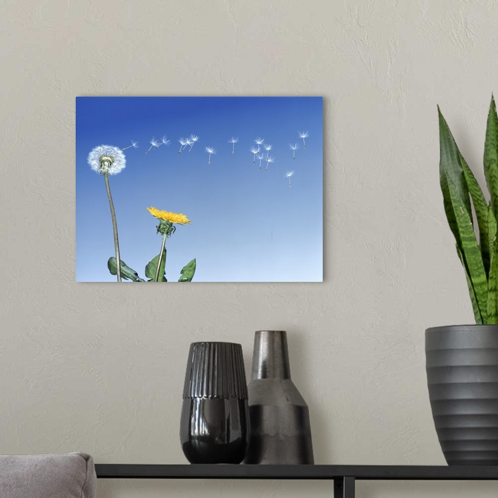 A modern room featuring Dandelion (Taraxacum officinale) seeds blowing in the air