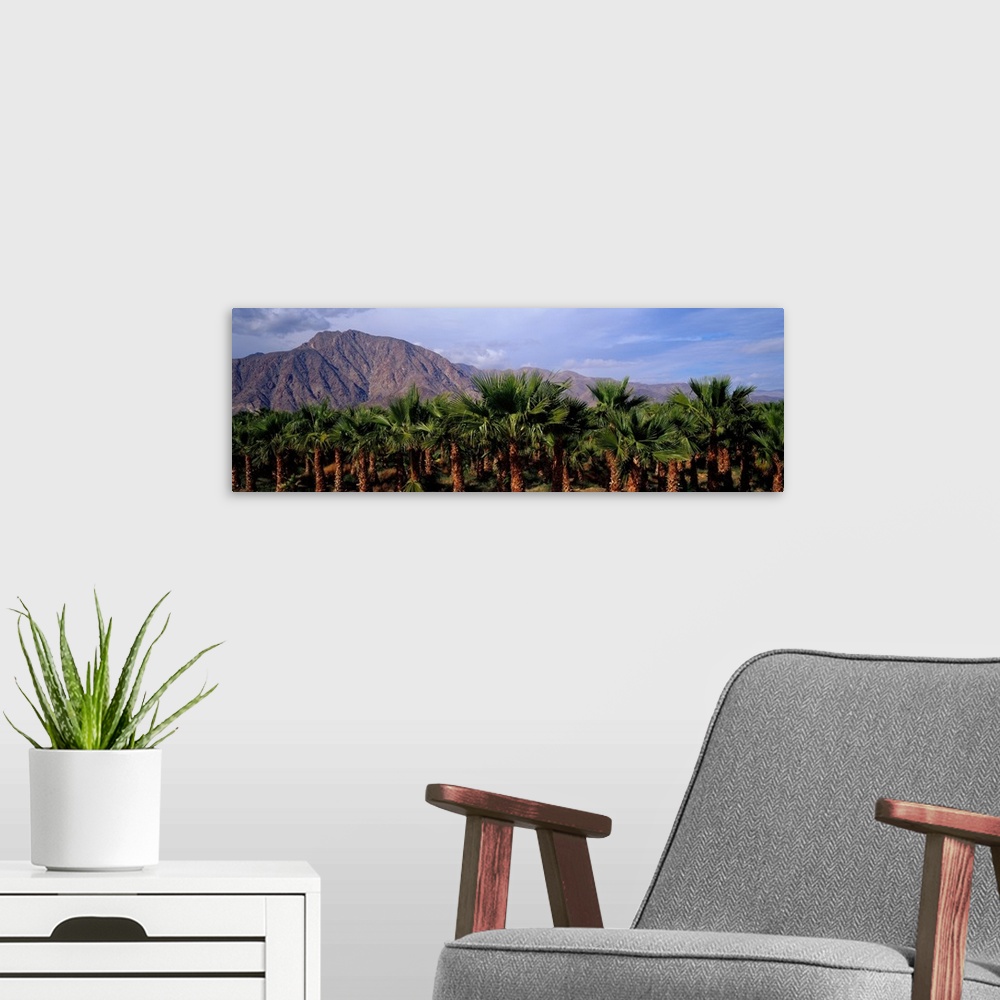 A modern room featuring (Date) Palm Grove (near Borrego Springs) California