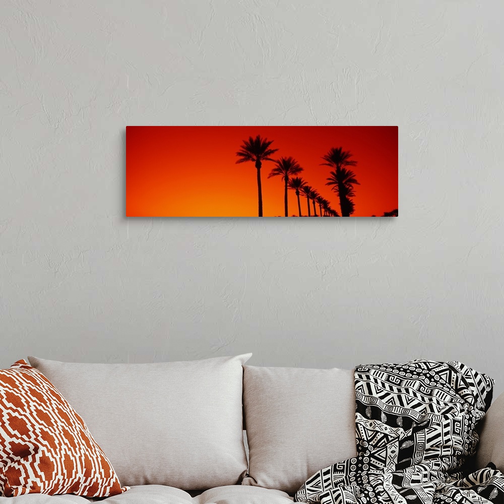 A bohemian room featuring Date Palm Trees Stand Ready Sunrise  Phoenix AZ