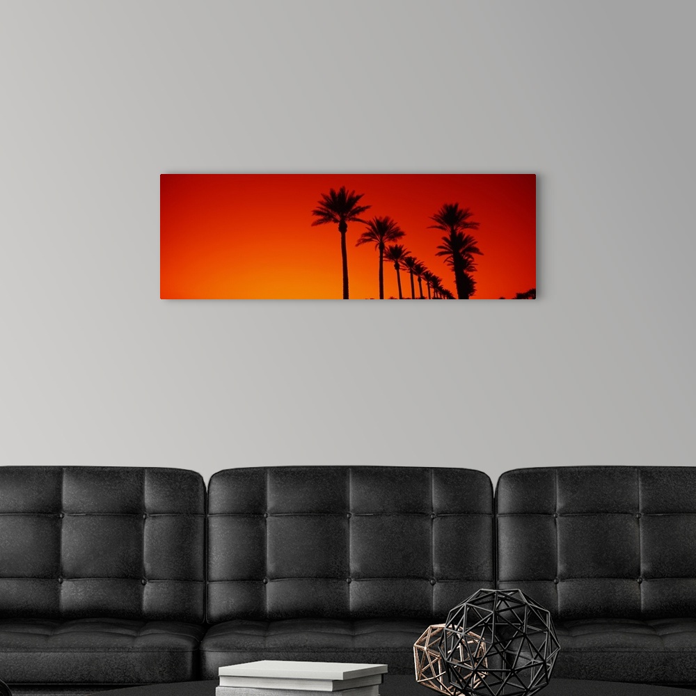A modern room featuring Date Palm Trees Stand Ready Sunrise  Phoenix AZ