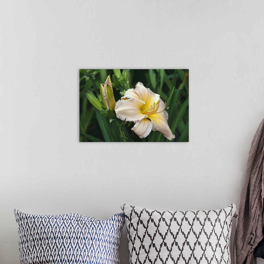 A bohemian room featuring Day lily blossom, close up.