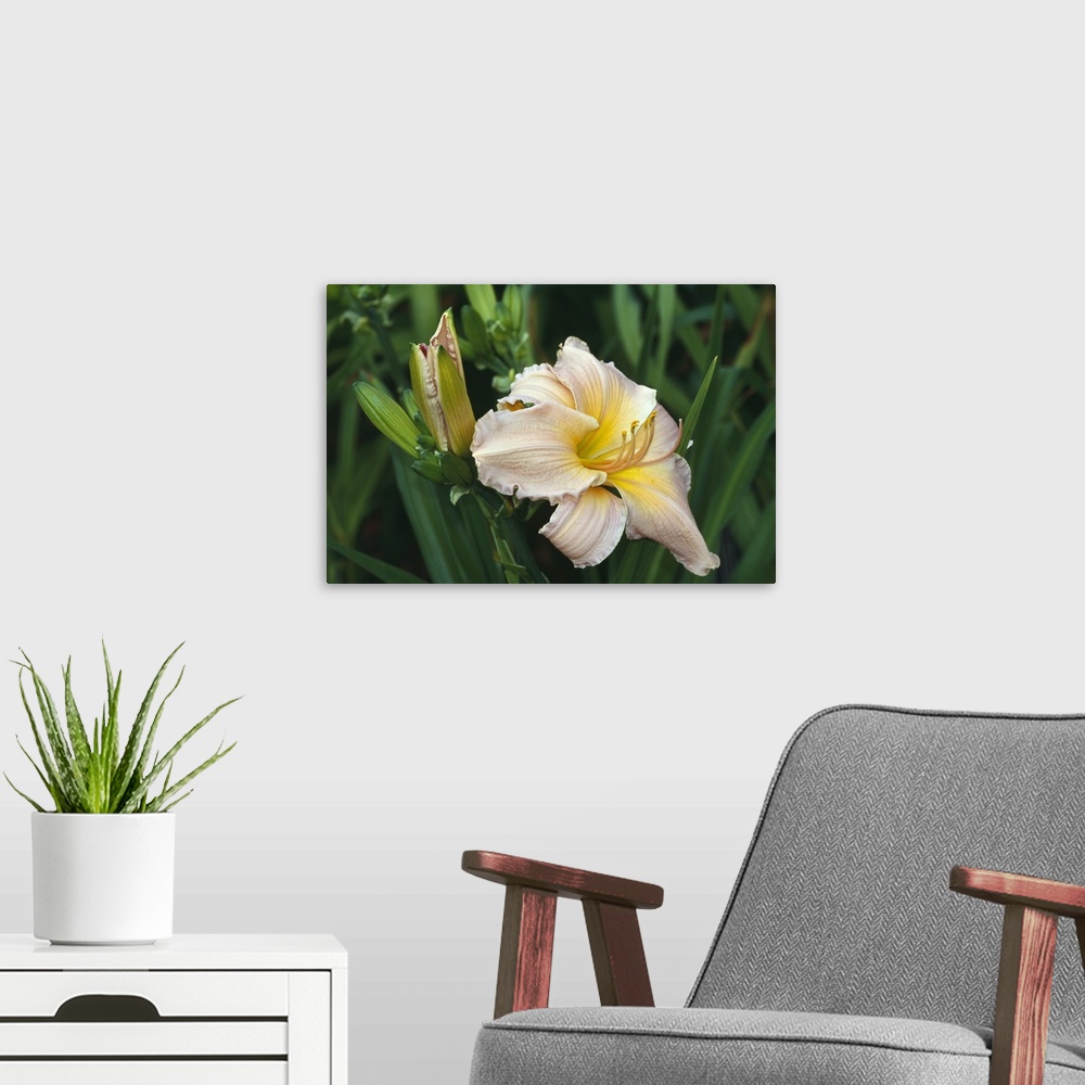 A modern room featuring Day lily blossom, close up.