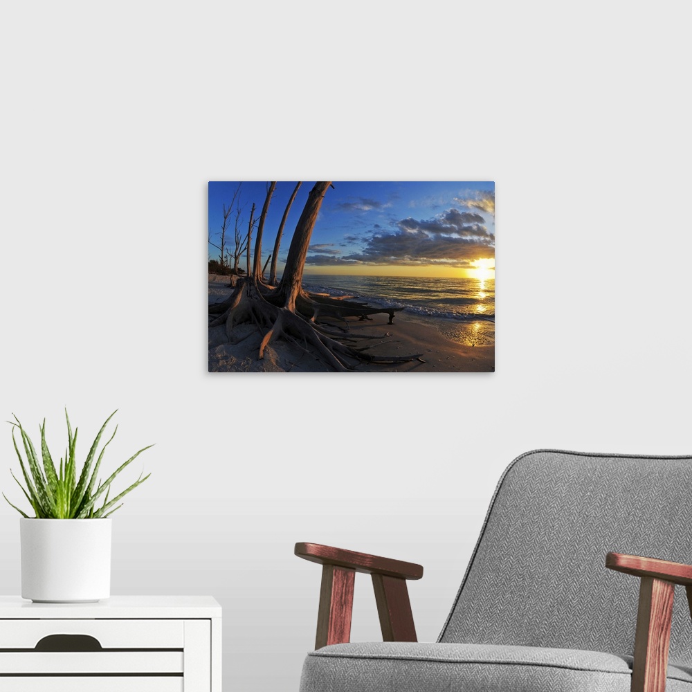 A modern room featuring Dead trees on the beach at sunset, Lovers Key State Park, Lee County, Florida