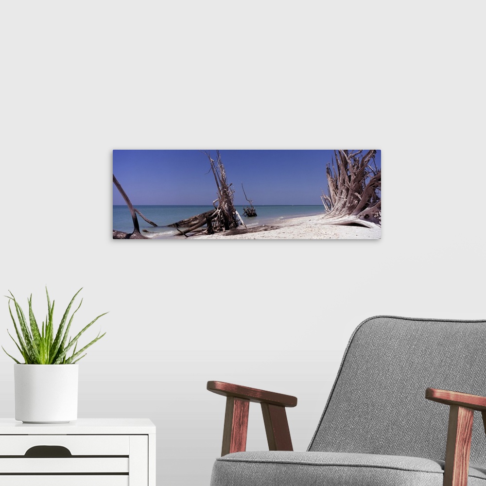 A modern room featuring Dead trees on the beach, La Costa Island, Lee County, Florida,