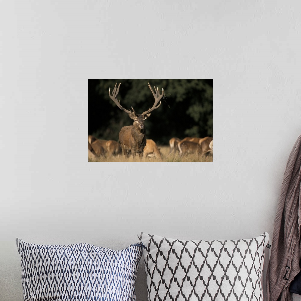 A bohemian room featuring Oversized, horizontal photograph of a large deer with giant antlers, looking at the camera, while...